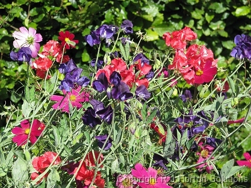 Sweet Peas Mixed